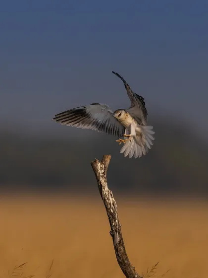 A black-winged kite captured at the exact moment of landing on a perch. Its wings are flared, and its talons are out, showing incredible control.