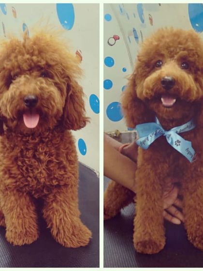 Taming the curls! This Poodle's transformation shows how a professional cut can define their features and keep their coat manageable and stylish.