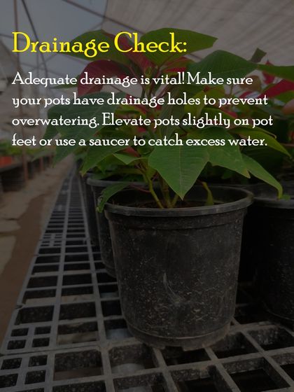Good drainage is vital for preventing overwatering and root rot. I always make sure my pots have drainage holes and suggest using a saucer to catch any excess water.