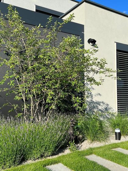 A modern home exterior with minimalist planting. We use a combination of lavender, ornamental grasses, and a single specimen tree against a dark feature wall for a clean, sophisticated look.
