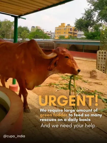 Cupa - Large Animal Sanctuary & Rehabilitation Become a Guardian: Support Our Mission photo 7