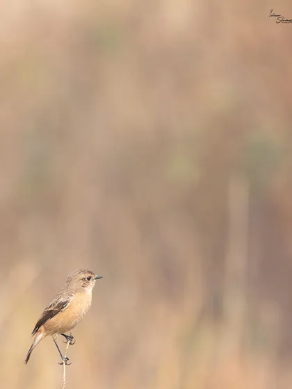 A female Siberian Stonechat perched delicately on a twig at Sultanpur National Park. The soft, out-of-focus background provides a clean canvas that makes this small bird the hero of the image.