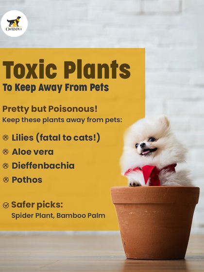 Oh My Pet - At-home Pet Grooming Pet Health & Safety Gyaan photo 8