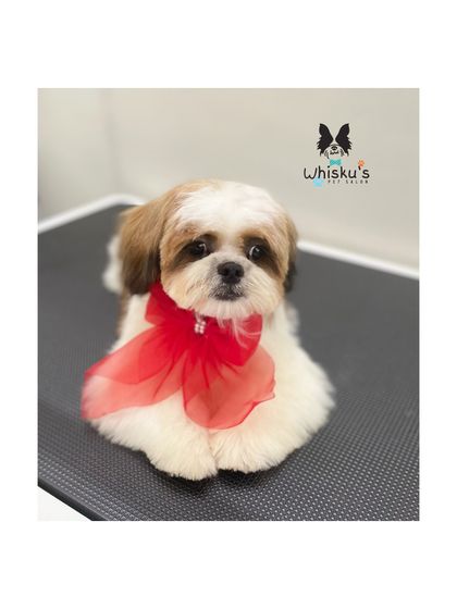 Furrybells Pet Grooming - Pet Grooming (Dogs & Cats) Breed-Specific Dog Styles photo 22