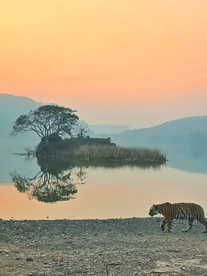 A serene evening at Padam Talav in Ranthambhore with Riddhi's cub. Sometimes the best camera is the one you have, and this was captured on my phone.