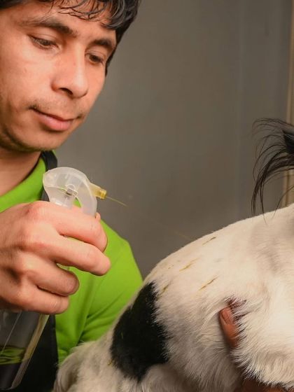 Tails of the City - Pet Spa & Creative Styling The Ultimate Spa Experience photo 9