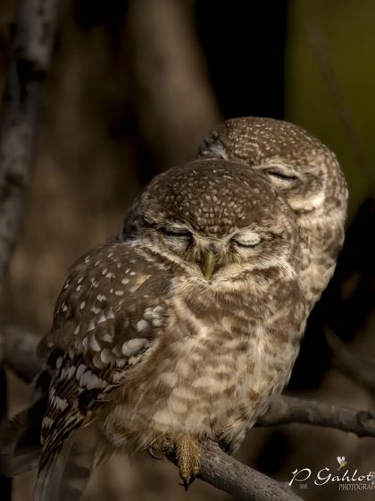 Two Spotted Owlets cuddling together on a branch in Ranthambore, a moment of "owlsome" affection.