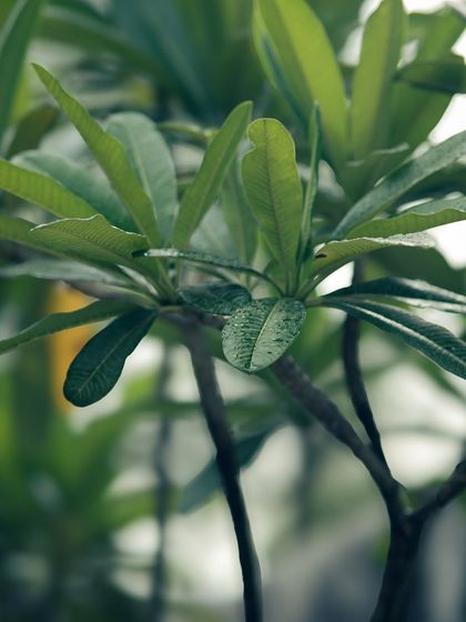 Garima Bhaskar - Photography Services Moody Moments & Details photo 10