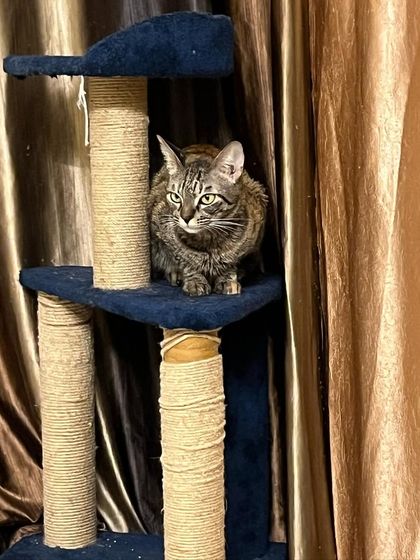 Ms. Shifu on her favorite scratching post. Providing appropriate scratching surfaces is key to a happy cat and saved furniture!