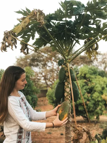 This is a duplicate of image 141. A student connects with the food she eats by harvesting a fresh papaya from our garden.