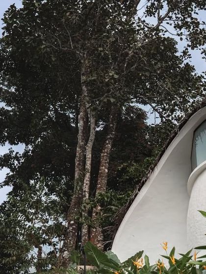 A detail of the building's form, where the white plastered shell meets the large arched window, looking out towards the trees.