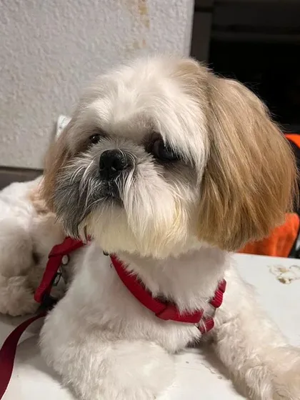 The final result of a professional grooming session. This Shih Tzu has a neat, clean haircut that is easy to maintain and looks wonderful.