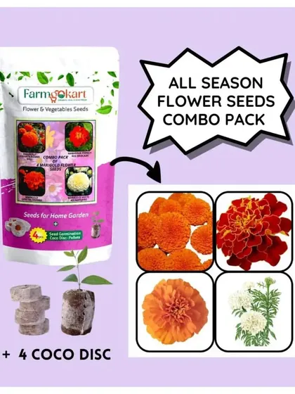 Elevate your garden with my All Season Flower Seeds Combo Pack. This one features a symphony of vibrant marigold blooms to bring color to your home.