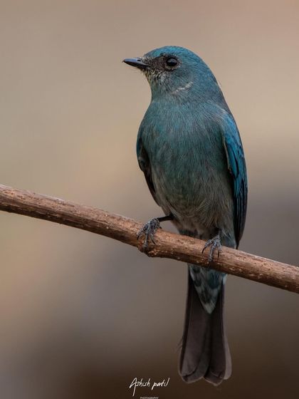 A bold and beautiful Verditer Flycatcher, its solid blue colour making it stand out against any background.