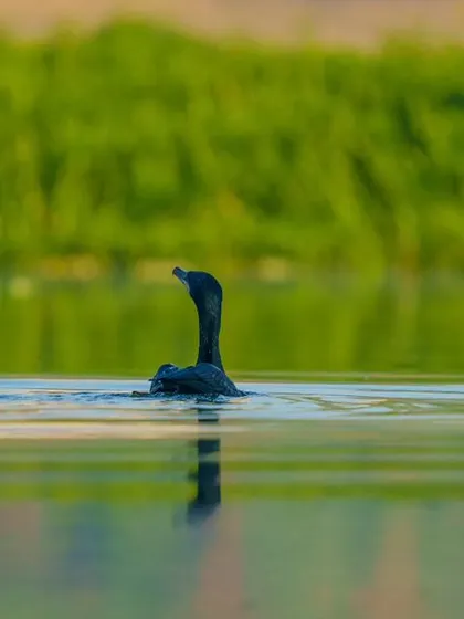 Duplicate of the swimming cormorant with its reflection.