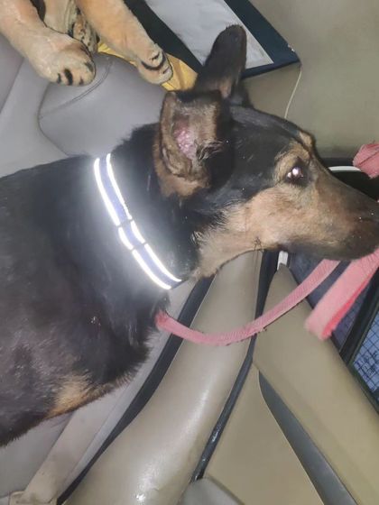 Another look at the rescued German Shepherd, now wearing a reflective collar for safety. He is now waiting for a loving forever home.