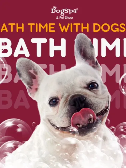 Bath time can be fun time. This happy French Bulldog is loving the warm, bubbly bath, which is the first step to a clean coat and healthy skin. I use only natural, pet-safe shampoos.