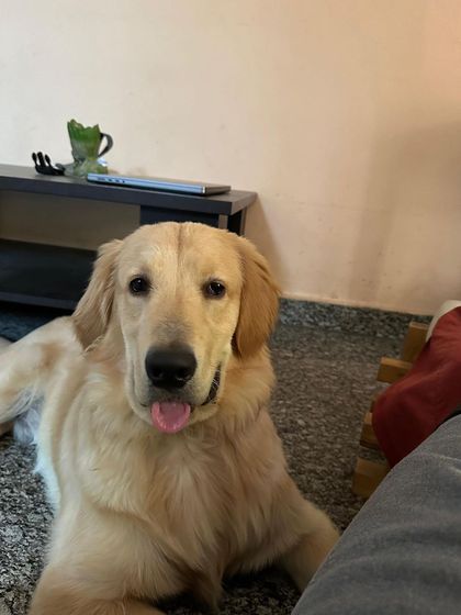 PL Paws - Dog Adoption Services Happy Tails: Our Adoptees in Their Forever Homes photo 46