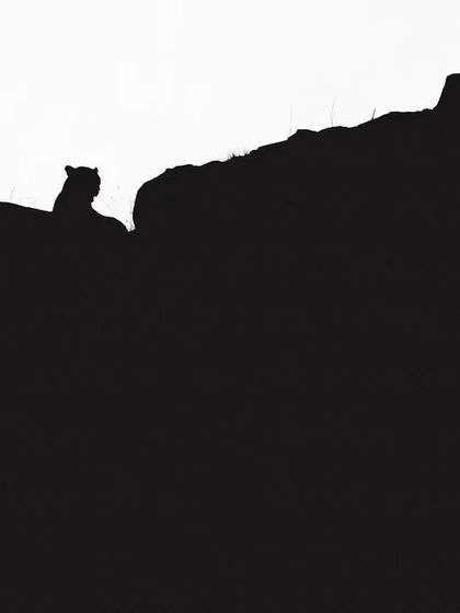 A minimalist silhouette of a leopard against the sky, capturing the quiet, watchful nature of these magnificent animals.