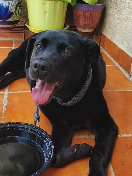 PL Paws - Animal Rescue & Rehabilitation Happy Tails: Our Adoption Stories photo 76