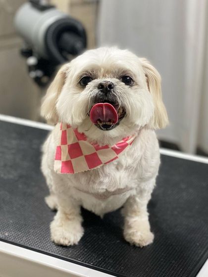 Myrah the Shih Tzu is all fluff and happiness after her spa day.