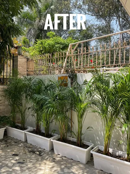 After: A complete courtyard makeover in Noida. We lined the space with Areca Palms in clean white planter boxes, creating a uniform and lush look that's easy to maintain.