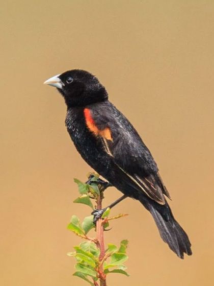 The Fan-tailed Widowbird, named for the male's long tail feathers and dark plumage, which reminded early naturalists of a widow's mourning dress.