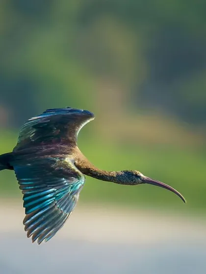 A Glossy Ibis in full flight, its iridescent feathers catching the light to reveal stunning shades of blue and green. This dynamic image captures the grace and beauty of avian flight, suitable for a wide range of commercial and editorial uses.