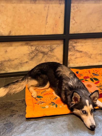 A beautiful Husky mix taking a well-deserved break. Our structured routine ensures that dogs get the right balance of play and rest, preventing overstimulation.