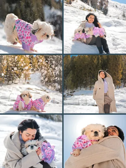 A collage celebrating the joy of a photoshoot with pets, featuring two adorable Shih Tzus playing in the snow.