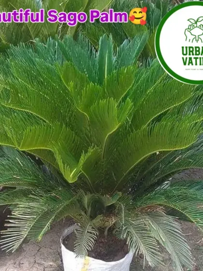 A beautiful Sago Palm in a white nursery bag.