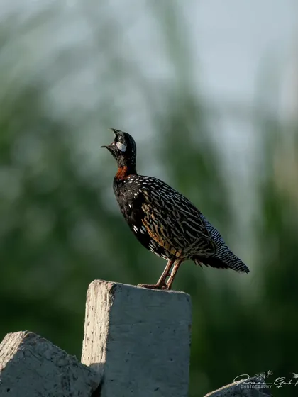 The Black Francolin, the state bird of Haryana, calls out from its perch, its intricate pattern shining in the light.
