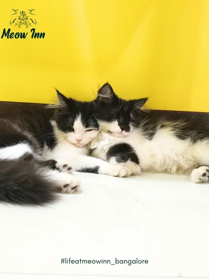 It warms my heart to see new friendships form. These two guests, who met here at Meow Inn, are enjoying a cuddle session, showing just how comfortable and content our visitors become.