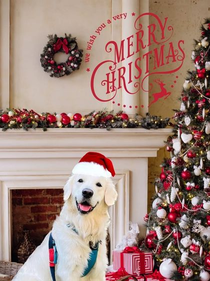 Poochkoo - Pet Events & Parties Festival Paw-ties photo 5