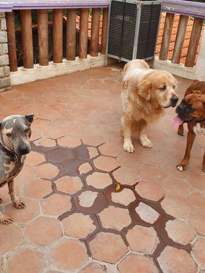 The Urban Dawg - Dog Training & Behavior Modification The Art of Socialization: Learning in a Pack photo 8