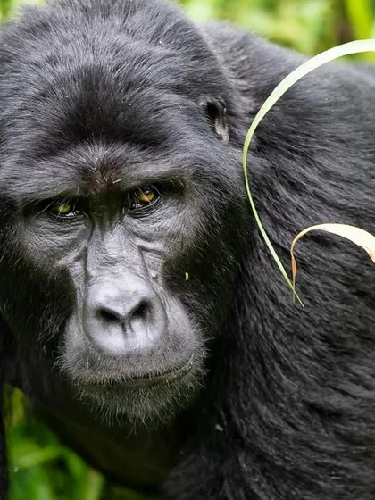 Staring into the eyes of a mountain gorilla in Uganda's Bwindi Impenetrable National Park is a profound experience. With over 98% of our DNA shared, their intelligent and calm gaze is a powerful reminder of our connection to the natural world and the urgent need to protect these critically endangered relatives.