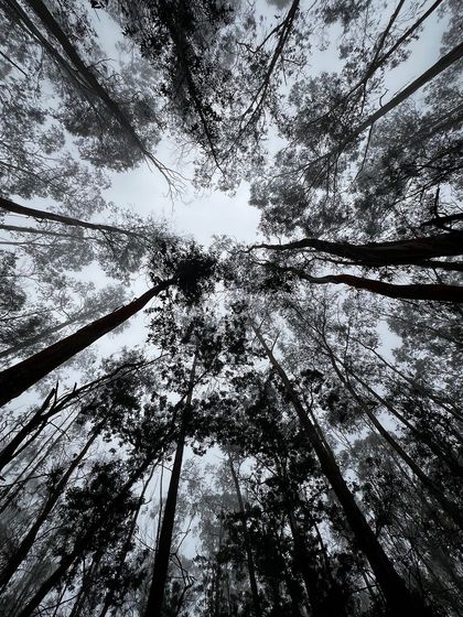 A low-angle shot of the sky through the canopy of the pine forest.
