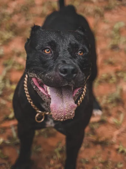 This is Bane's happy face after a good time in the sandpit. I provide plenty of enrichment activities, so your dog's stay is filled with fun discoveries.
