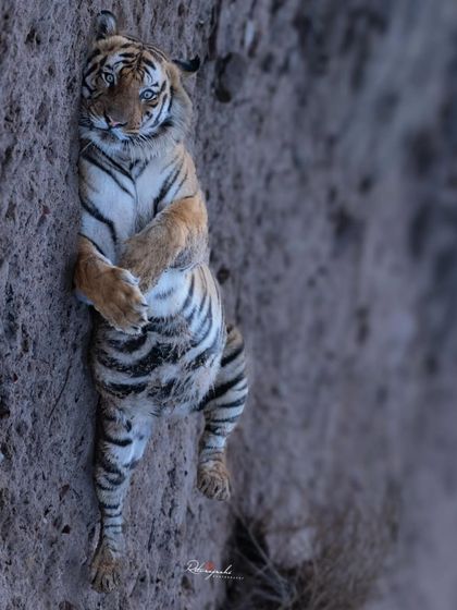 Tigers of India's Jungles photo 12