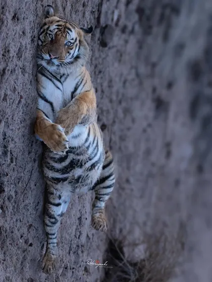 The tiger Poojari from Bandhavgarh, relaxing in a playful pose. Even the mightiest kings have their moments of rest.