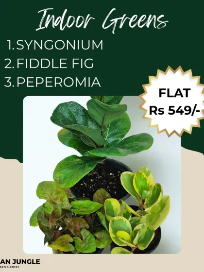 The 'Indoor Greens' combo is a great starter pack for new plant parents. It includes a Syngonium, a Fiddle Fig, and a Peperomia, three popular and beautiful houseplants that do well in indoor conditions.