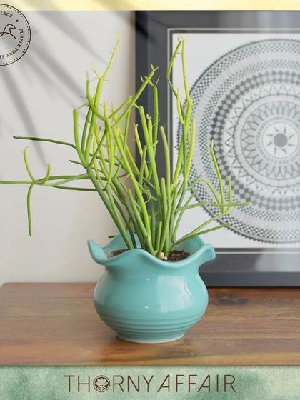 Thorny Affair - Pots & Planters Artisanal Ceramic Planters photo 47