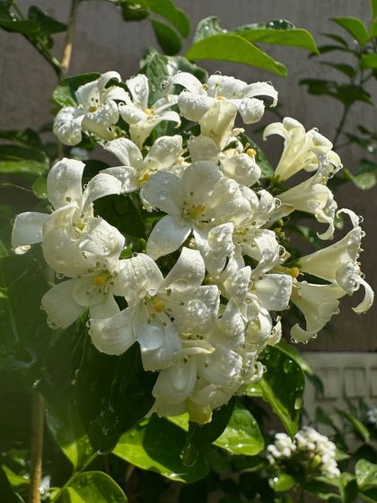 A healthy cluster of Jasmine flowers. Keeping the soil moist but well-drained is the key to getting these abundant, sweet-smelling blossoms.