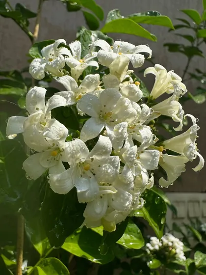 A healthy cluster of blooming Madukamini. With the right balance of sun and water, you can enjoy these beautiful flowers and their intoxicating scent for a long time.