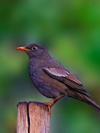 A female Gray-winged Blackbird is perched atop a wooden post. The simple, rustic setting and the soft green background create a classic and serene wildlife portrait.