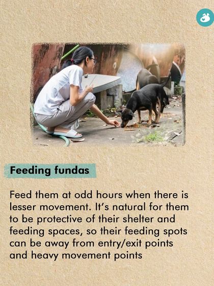 The Pack - Pet Parent Education & Workshops Awaara Nahi, Humara Hai: Community Dog Advocacy photo 29