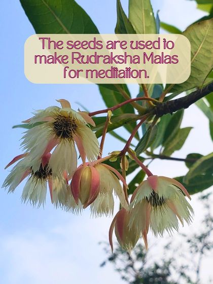 The sacred Rudraksha tree grows in our forest. We watch its flowers bloom and its seeds develop, which are traditionally used to make malas for meditation and spiritual practice.