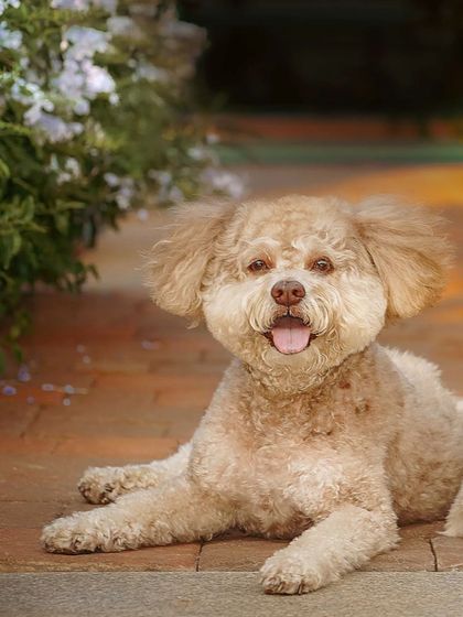 Jazz the Lhasa Apso mix, looking absolutely adorable while posing for his portrait.