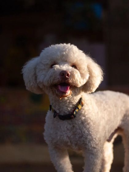 PetStepin - Pet Boarding & Daycare Portraits of Our Happy Guests photo 19