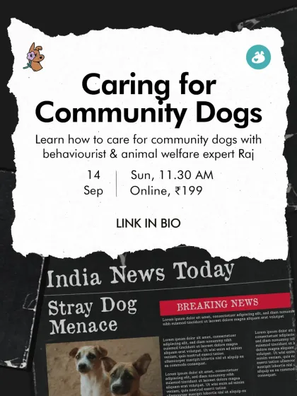 Our 'Awaara Nahi, Humara Hai' initiative is at the heart of what we do. This class, 'Caring for Community Dogs', empowers feeders and caretakers with knowledge on welfare laws, conflict resolution, and best practices for supporting our streeties.